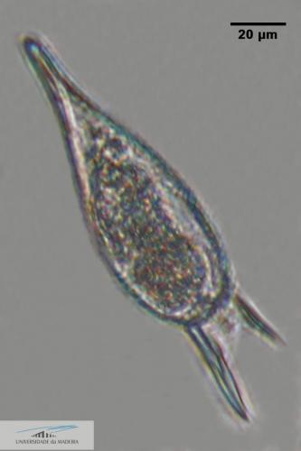 Podolampas elegans