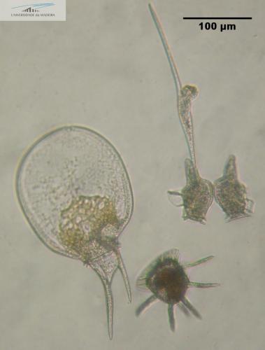 Ceratium gravidum (inferior left), Ceratocoris horrida (inferior right), Dinophysis caudata (middle right), Ceratium fusus (top)