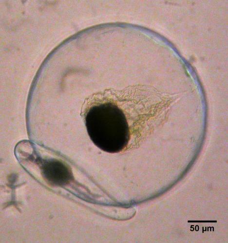 Pyrocystis noctiluca; Pyrocystis lunula species complex