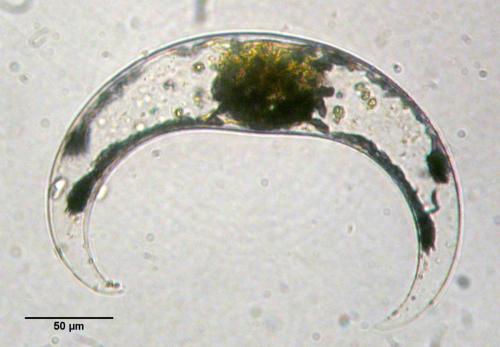 Pyrocystis lunula species complex